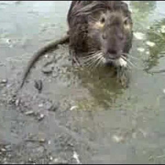 Meet your Posher, Catherine - Picture 1 of 1